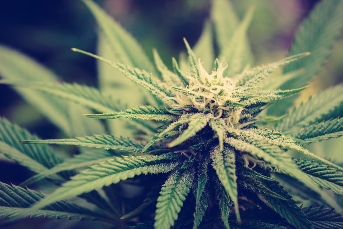 Top 10 Benefits Of Marijuana Sse